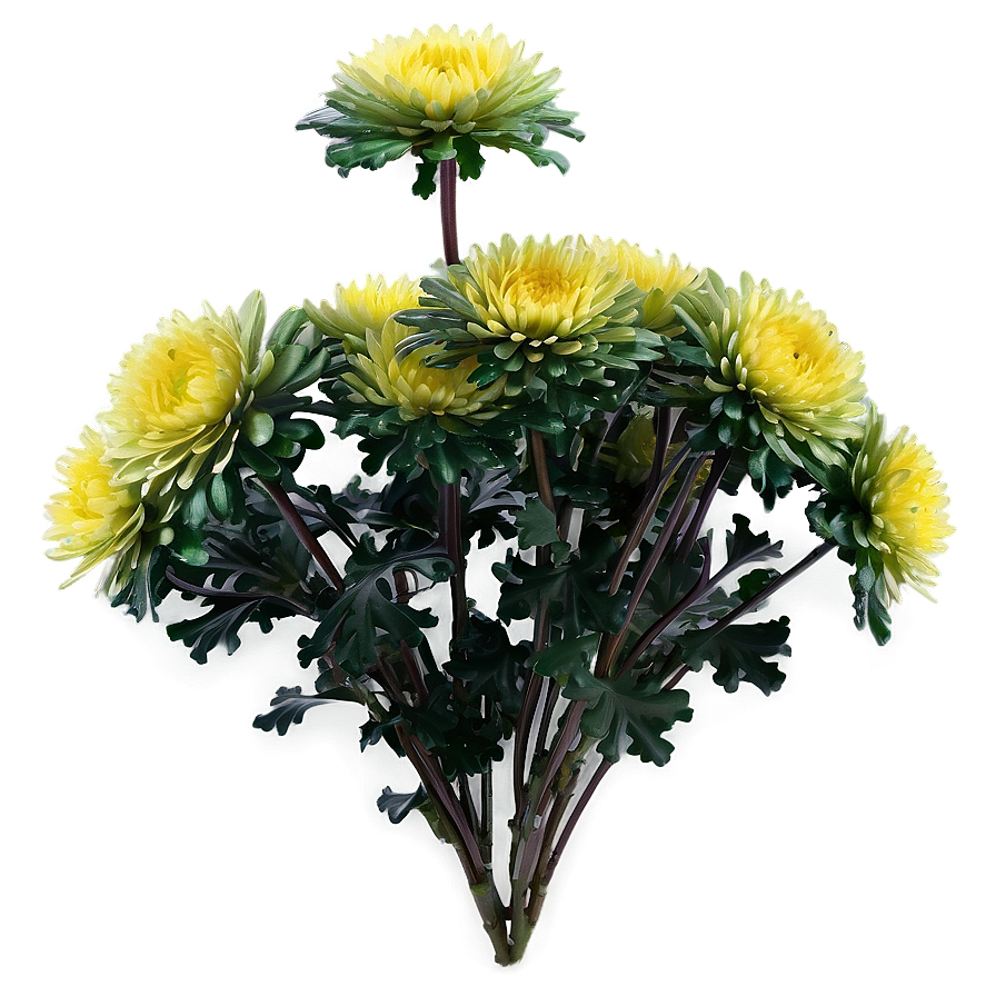 Chrysanthemum Flower Bush Png 06122024 PNG Image