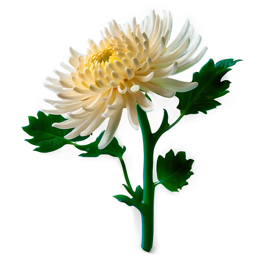 Chrysanthemum Flower Transparent Png 05252024 PNG Image