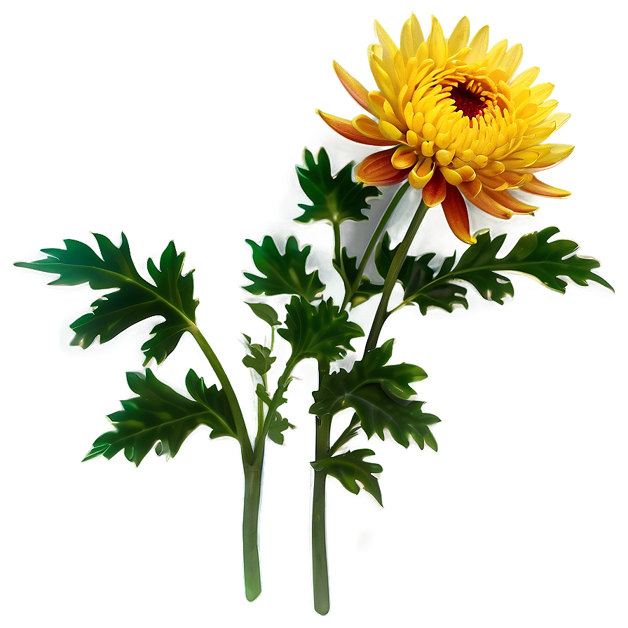 Chrysanthemum Flower Transparent Png 05252024 PNG Image