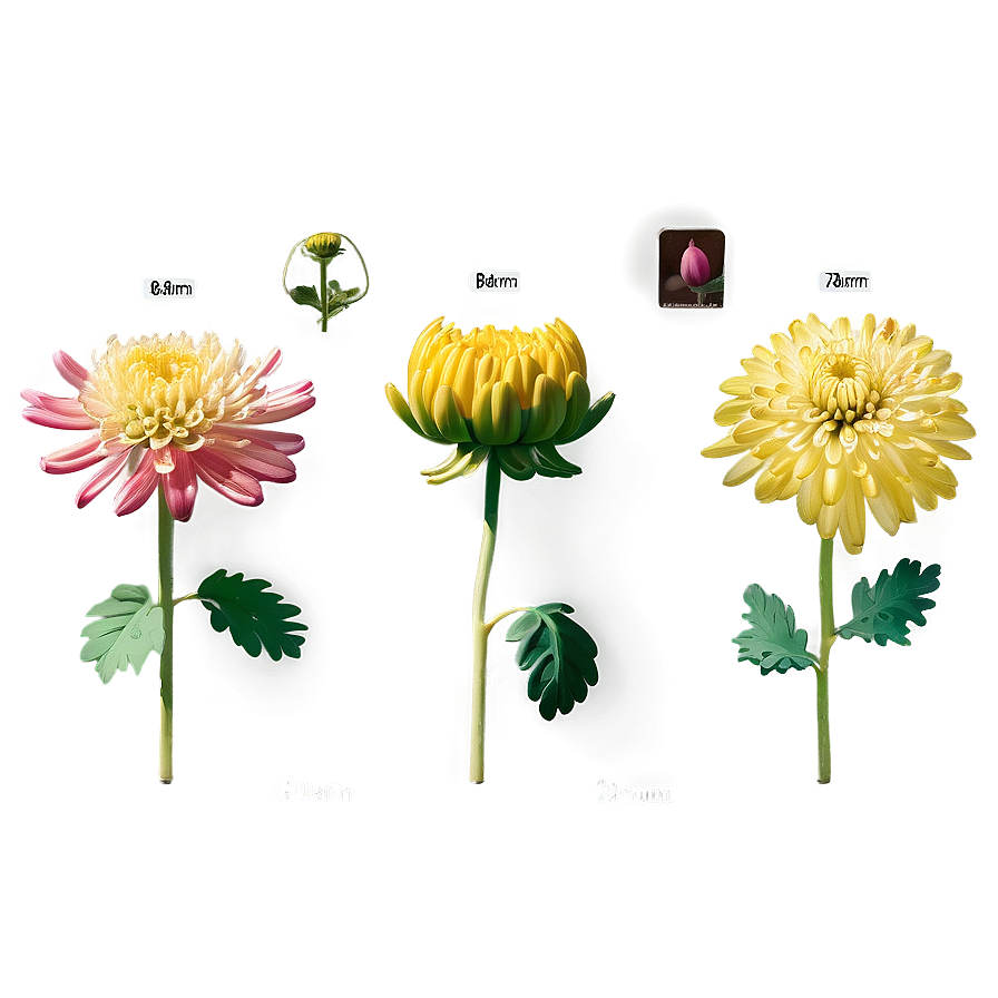 Chrysanthemum Growth Stages Png 06112024 PNG Image