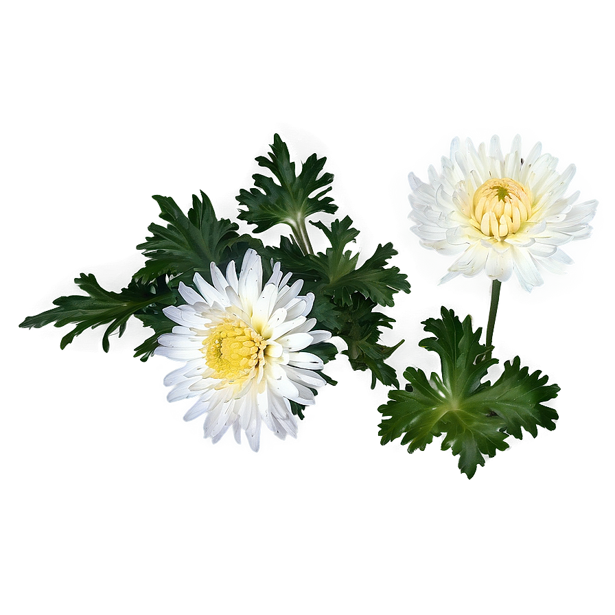 Chrysanthemum Herbal Remedy Png 80 PNG Image