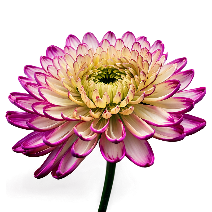 Chrysanthemum In Bloom Png 06112024 PNG Image