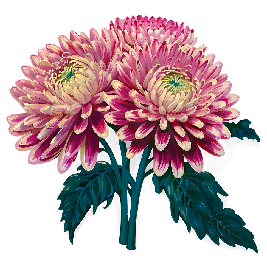 Chrysanthemum Seed Packet Png 96 PNG Image