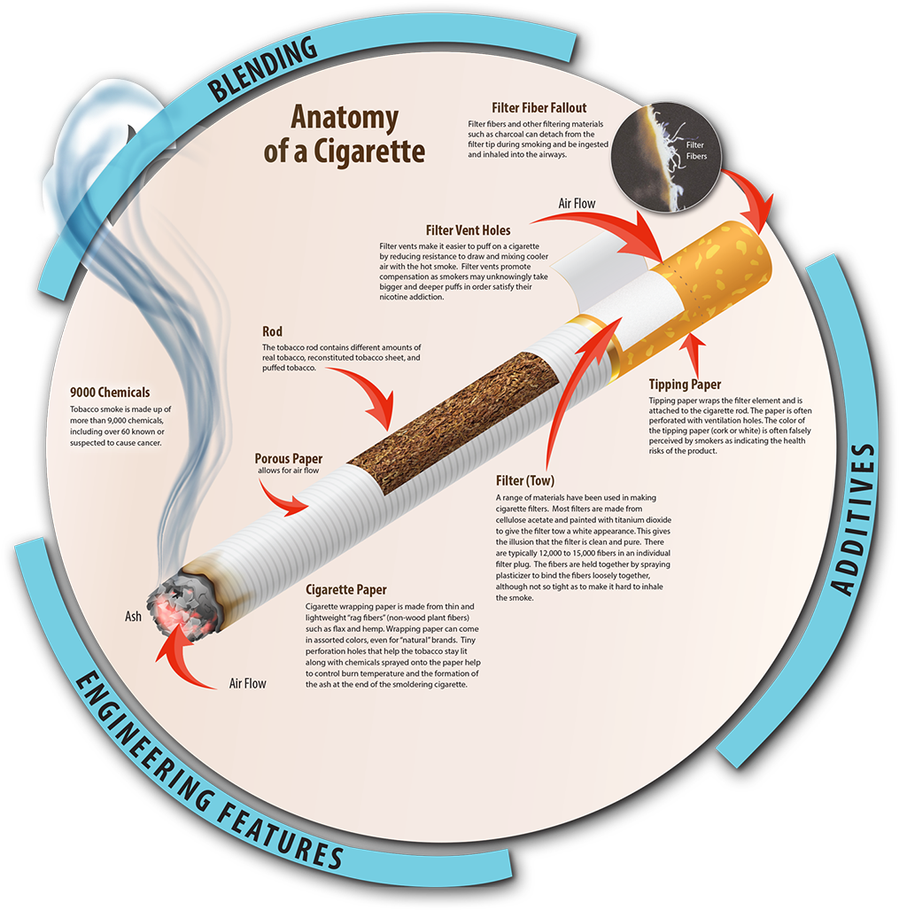 Cigarette Anatomy Infographic PNG Image