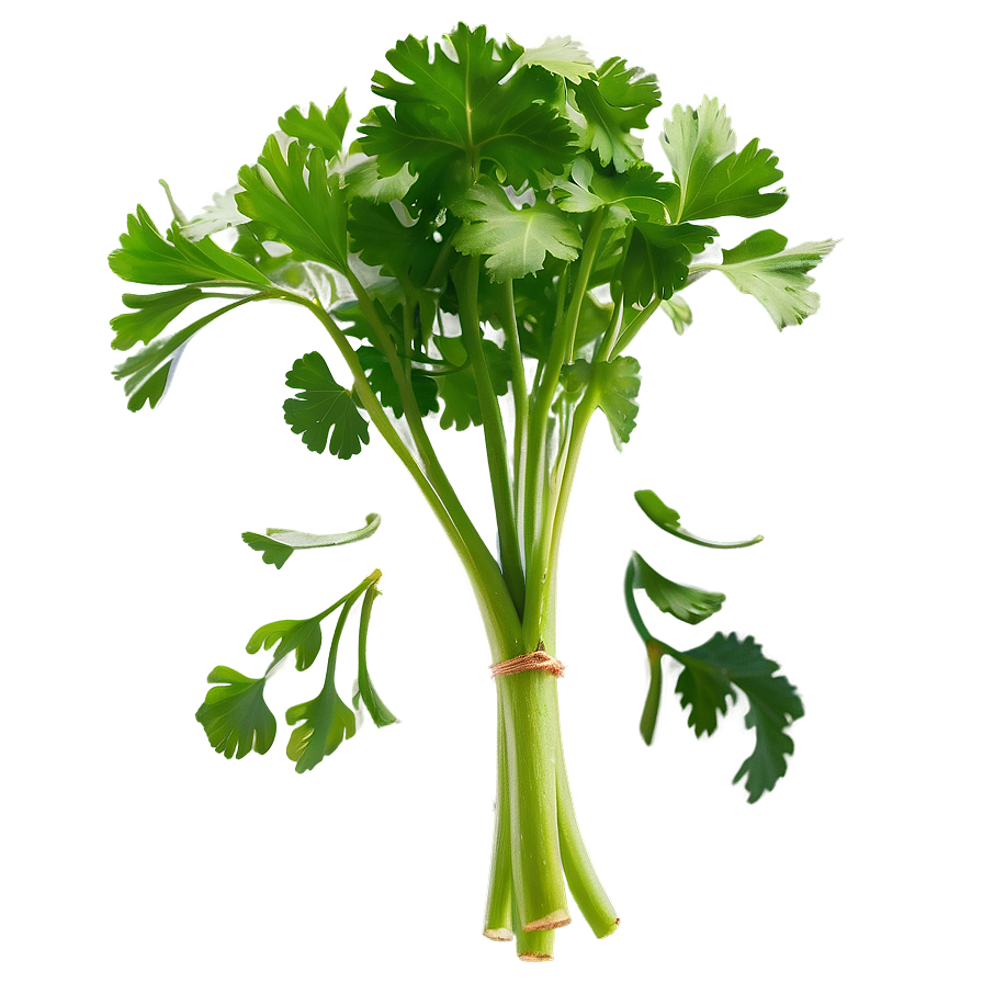 Cilantro Clipart Png Jda59 PNG Image