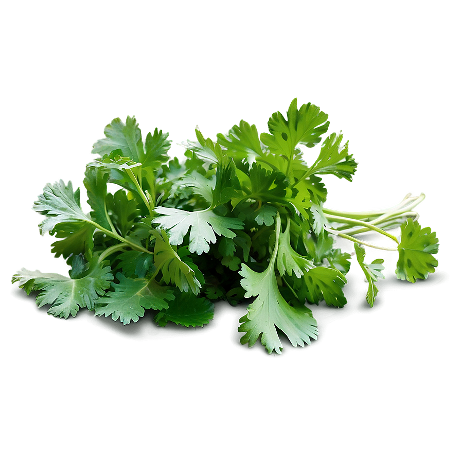 Cilantro Field Png 06212024 PNG Image