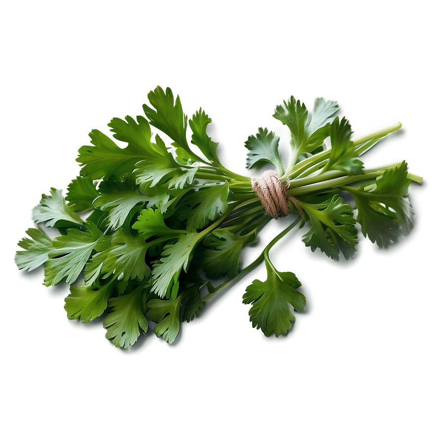 Cilantro Flat Lay Png Kme5 PNG Image