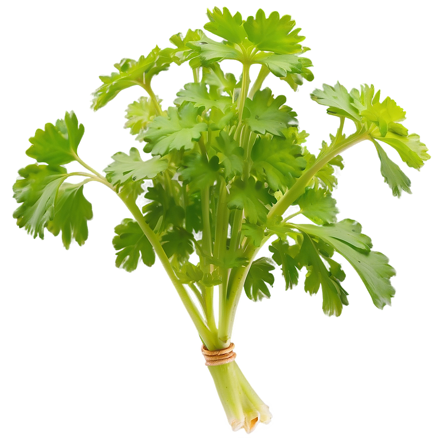 Cilantro In Garden Png 06212024 PNG Image