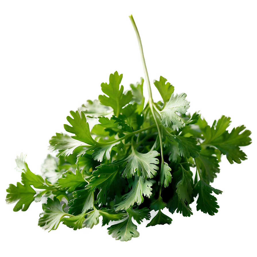 Cilantro Isolated Png Cdc PNG Image