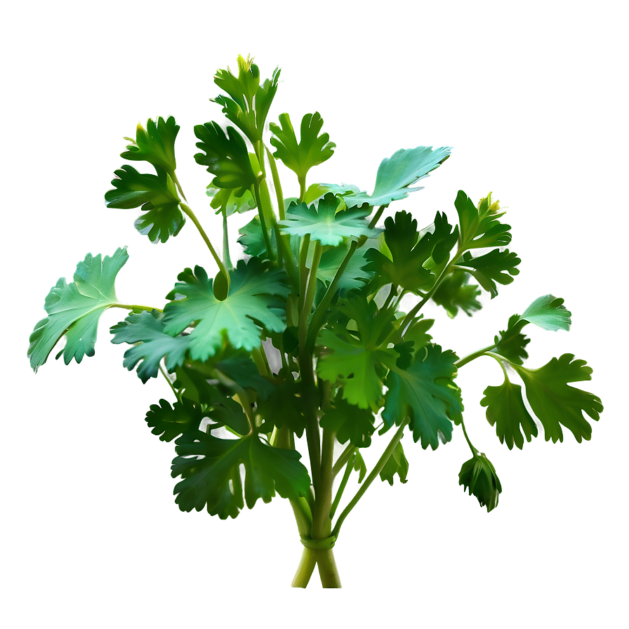 Cilantro Plant Png 06212024 PNG Image