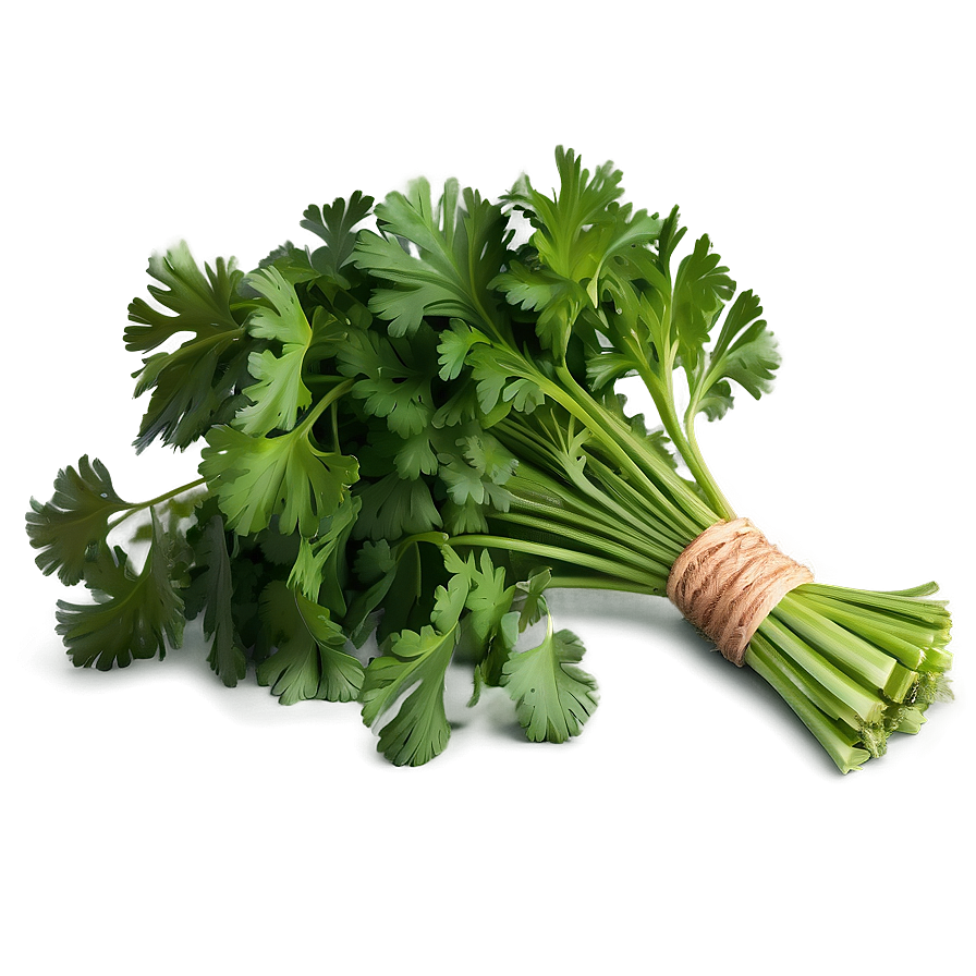 Cilantro Recipe Ingredient Png Dpf79 PNG Image