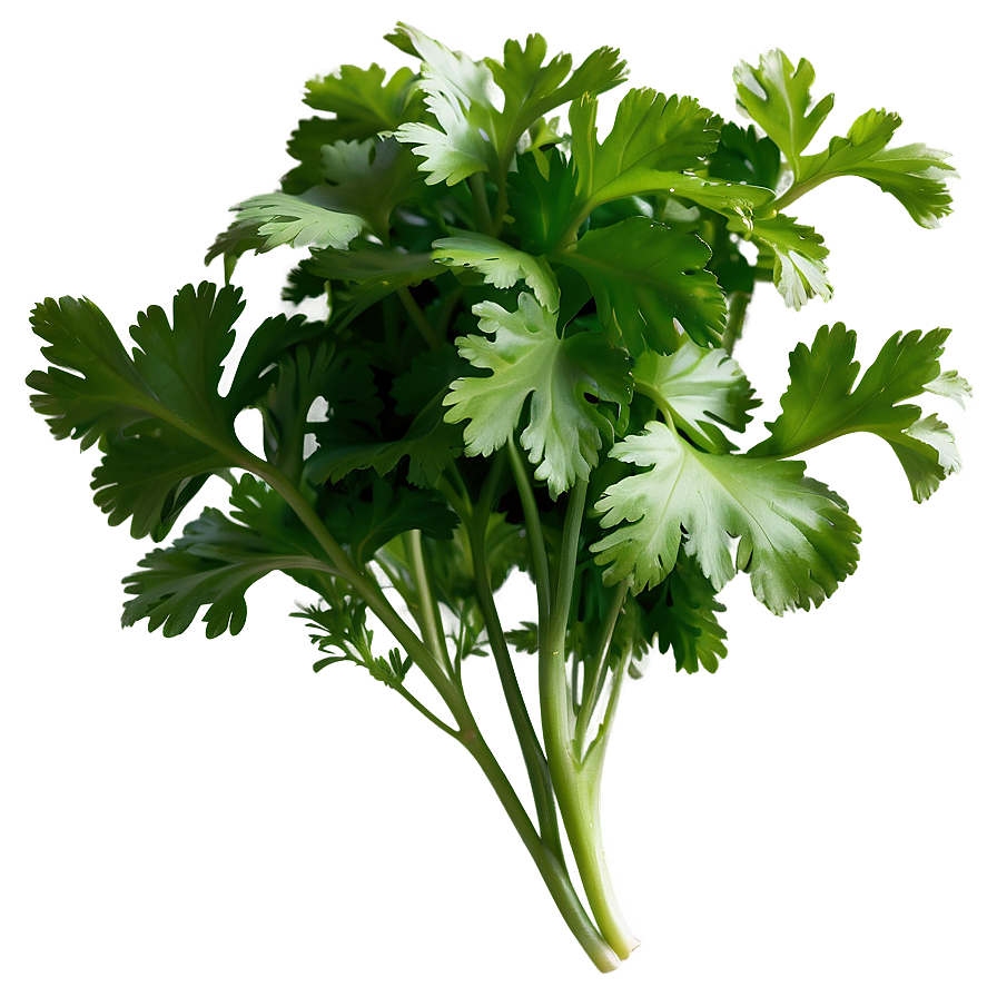 Cilantro Side View Png 90 PNG Image