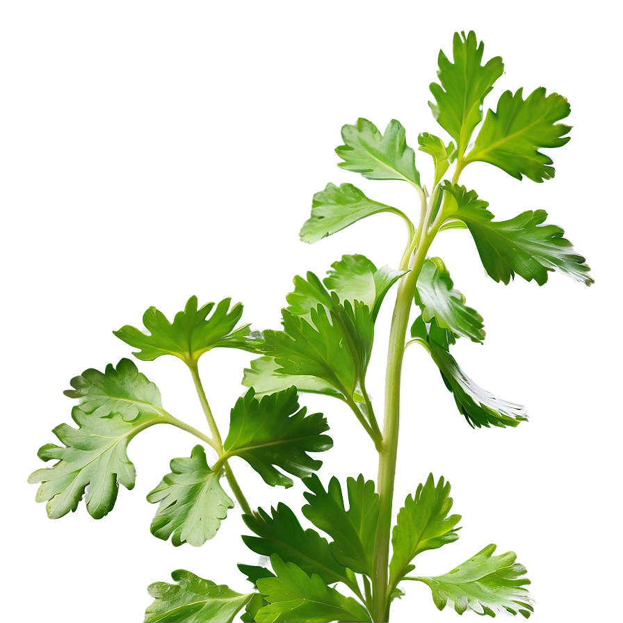 Cilantro Side View Png Ghl PNG Image