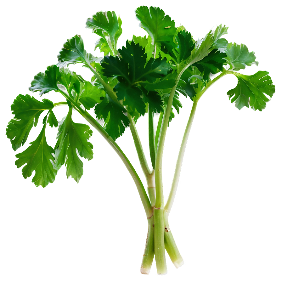 Cilantro Silhouette Png Vuo PNG Image