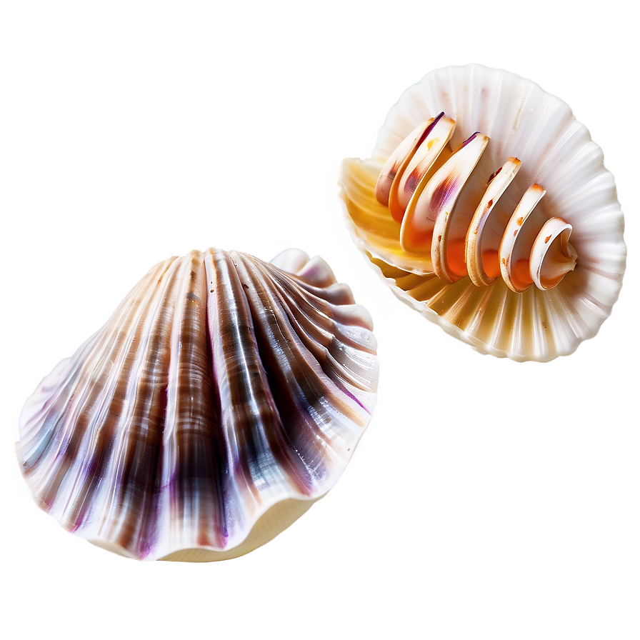 Clam And Cockle Shells Png 80 PNG Image