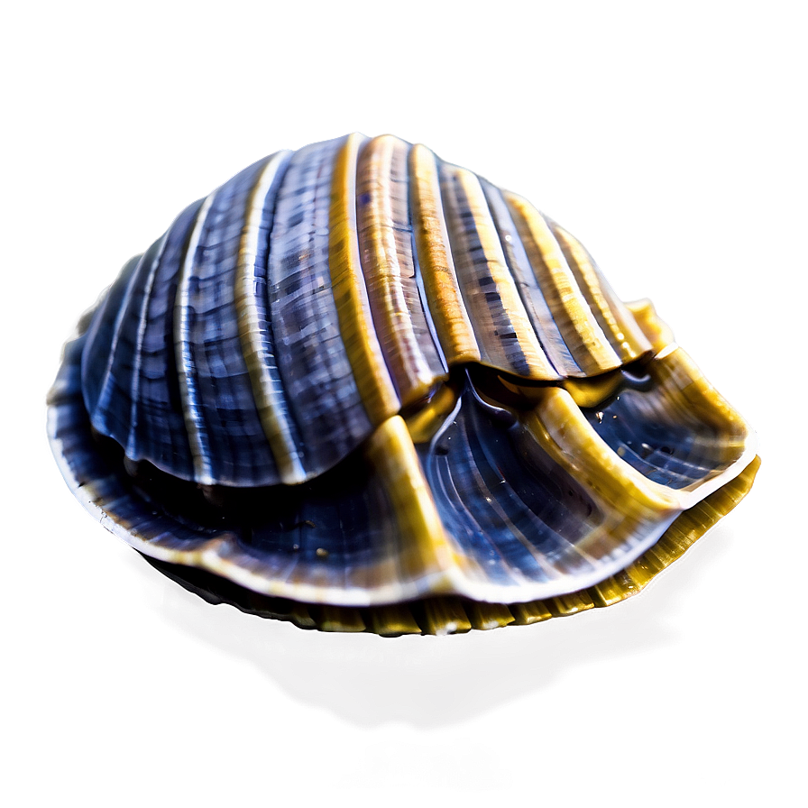 Clam In A Deep Dive Png 05242024 PNG Image