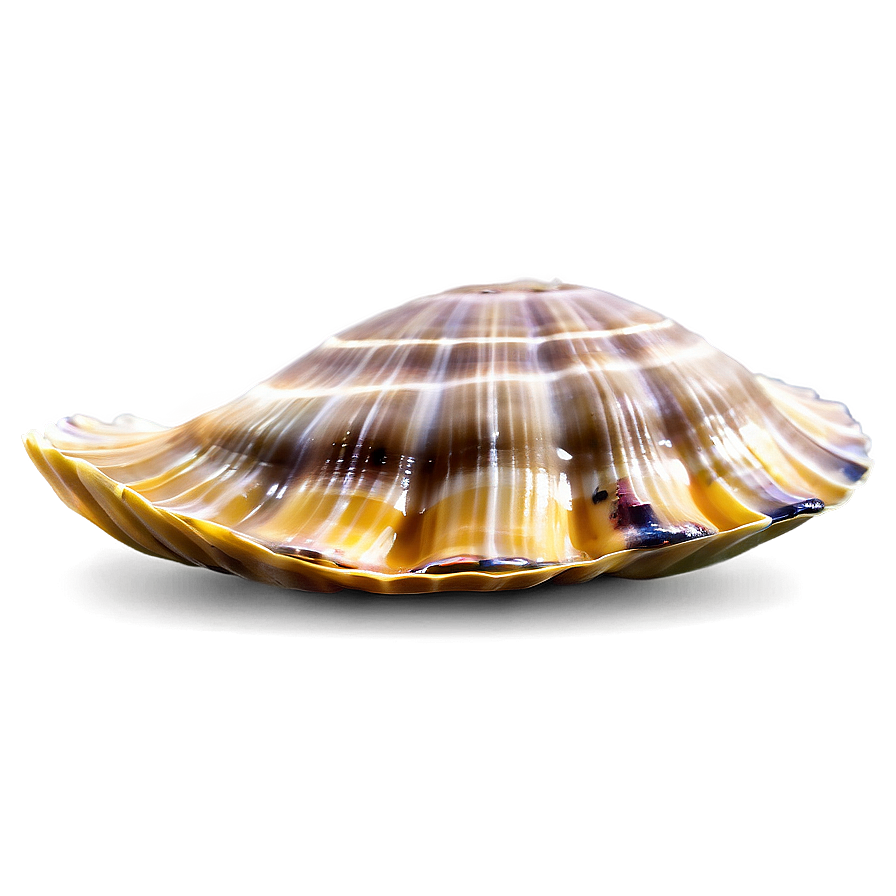 Clam In Marine Life Png Rkr90 PNG Image