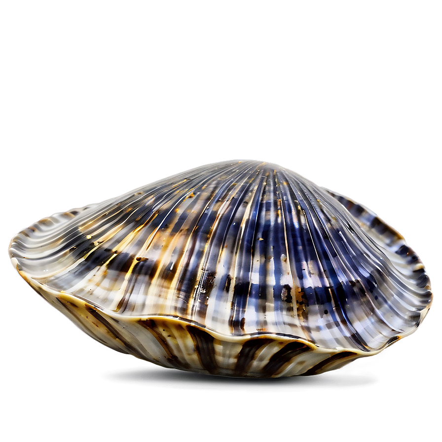 Clam In Nautical Theme Png 05242024 PNG Image