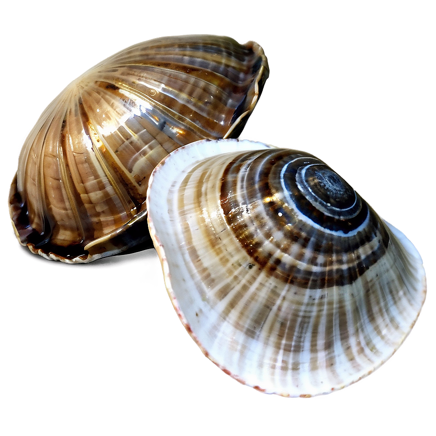 Clam In Nautical Theme Png Yoc PNG Image