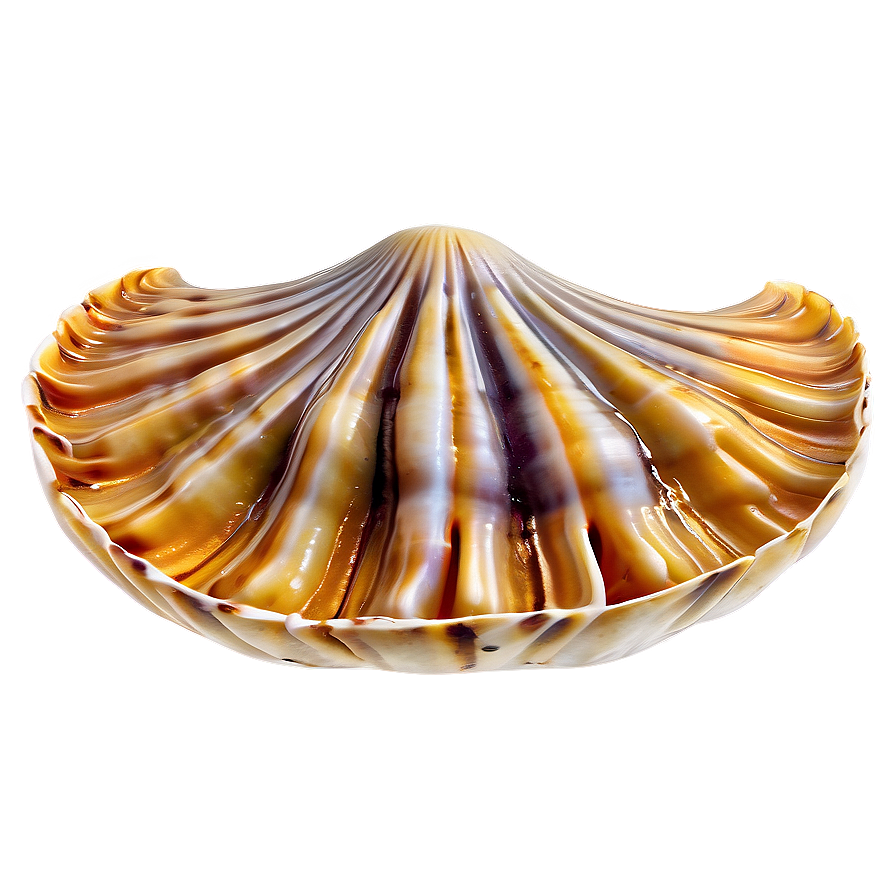 Clam In Ocean Water Png 76 PNG Image