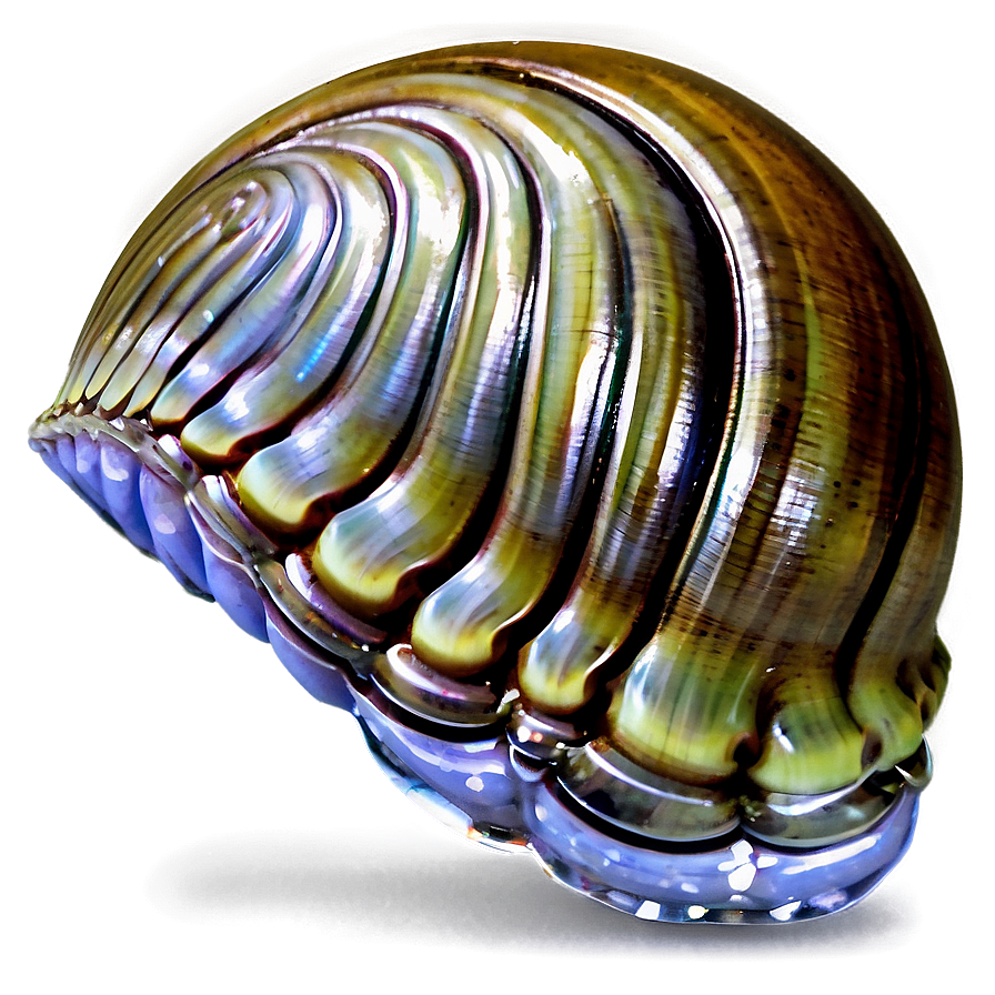 Clam In Ocean Water Png 91 PNG Image