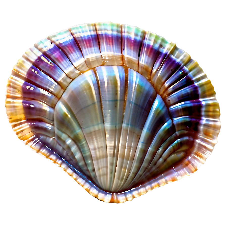 Clam Shell Clipart Png 82 PNG Image