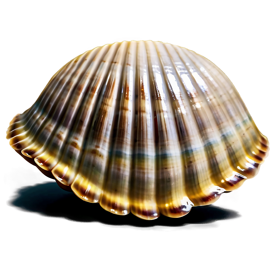 Clam Shell Illustration Png 97 PNG Image