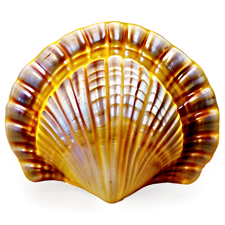 Clam Shell Mosaic Png 06292024 PNG Image