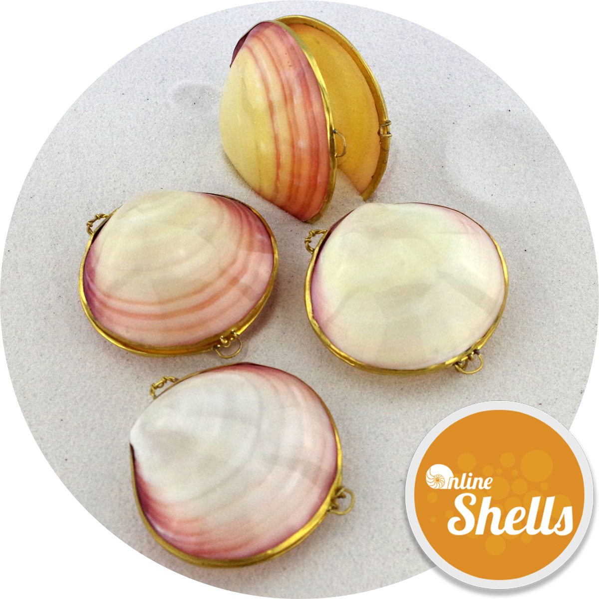 Clam Shell Purses Display PNG Image