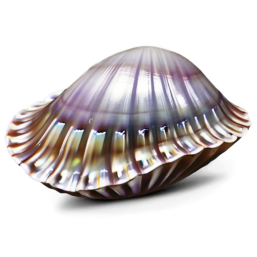 Clam Shell With Pearl Png 10 PNG Image