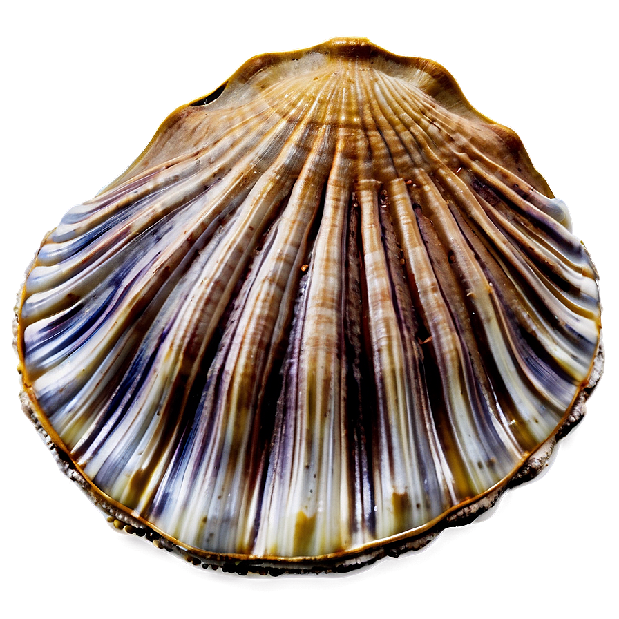 Clam Shell With Sand Png Ian61 PNG Image