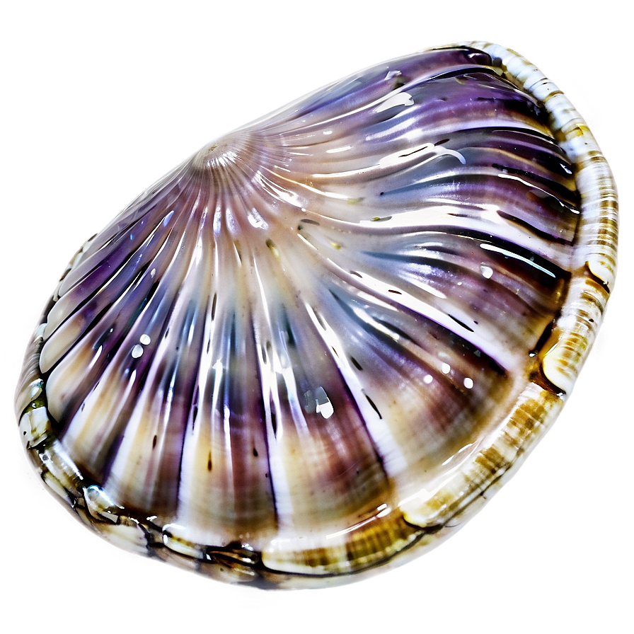 Clam Shell With Water Png Pme18 PNG Image