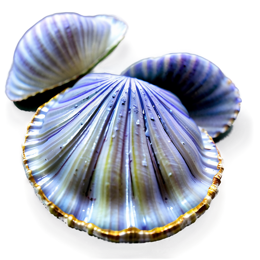 Clam Shell With Water Png Wby PNG Image