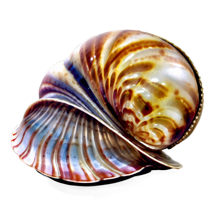 Clam With Shiny Pearl Png Ptb97 PNG Image