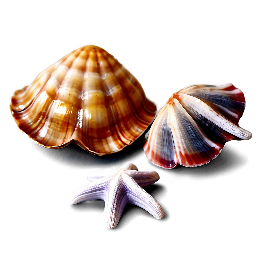 Clam With Starfish Png Eya PNG Image