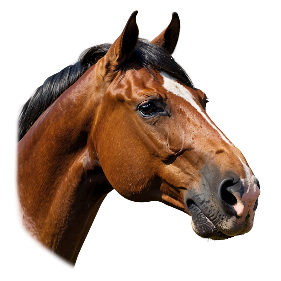 Classic Horse Head Profile Png Ppa PNG Image