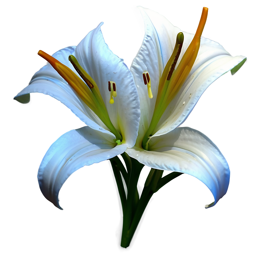 Classic Lilies Sketch Png 25 PNG Image