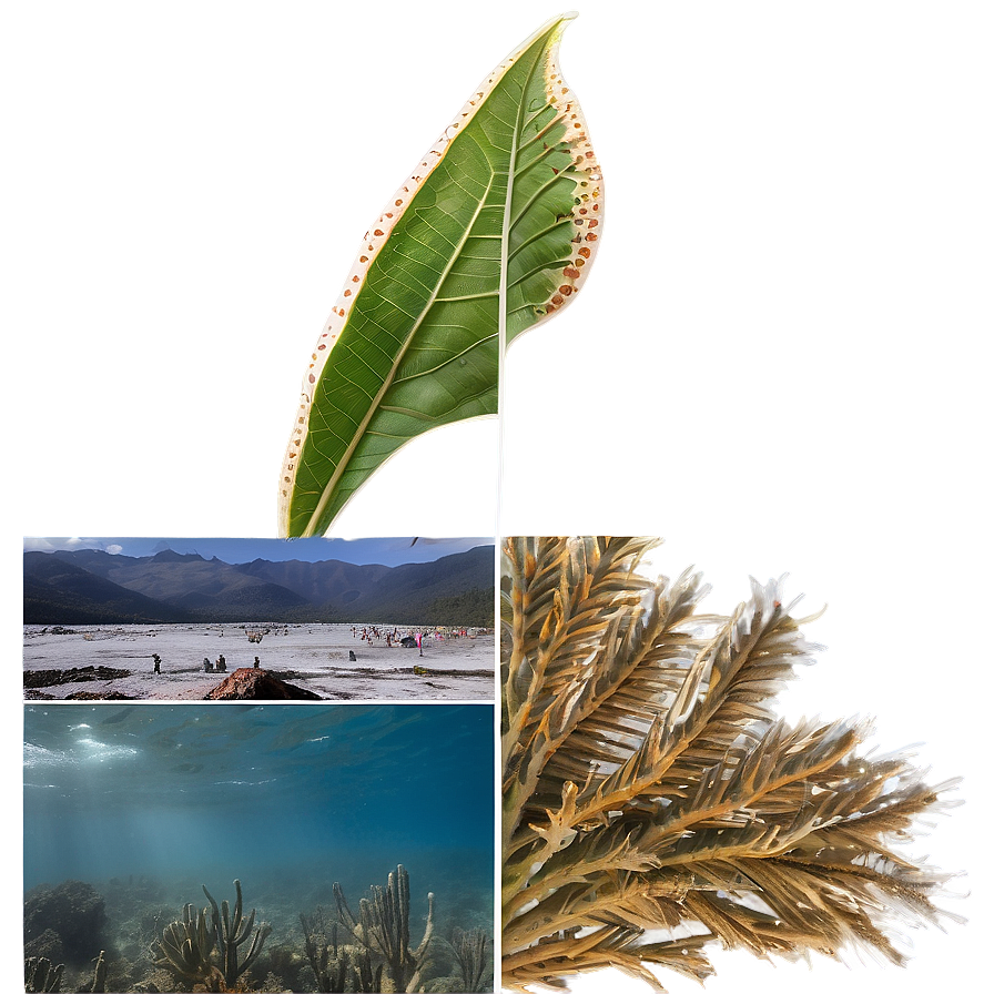 Climate Change Effects On Biology Png 40 PNG Image