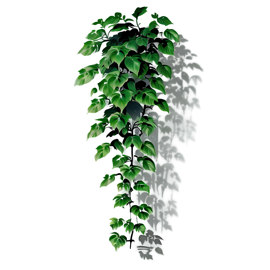 Climbing Plant Shadow Png Rlg PNG Image