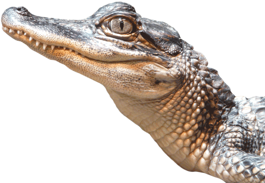 Close Up Alligator Portrait PNG Image