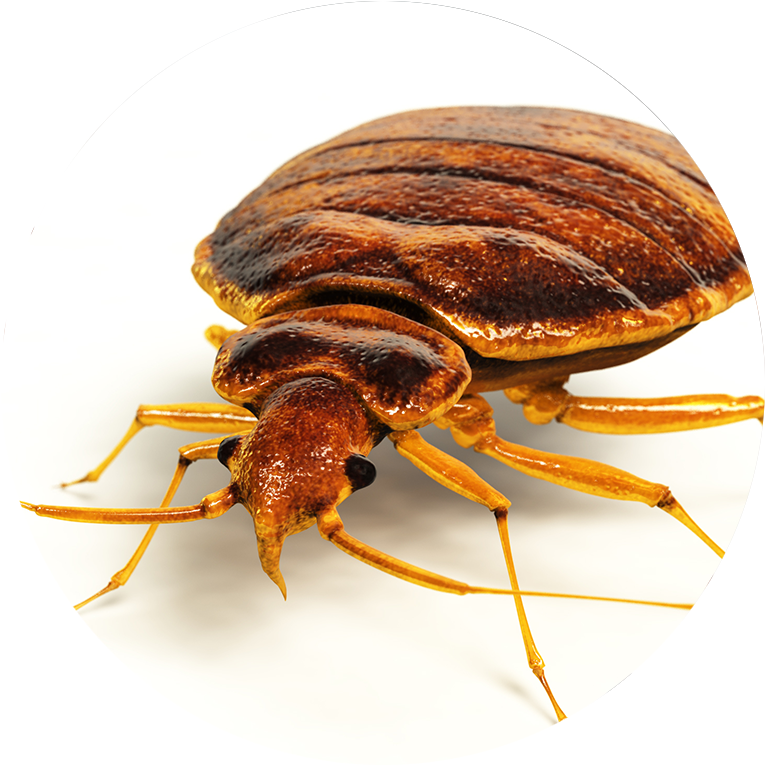 Close Up Bed Bug Image PNG Image