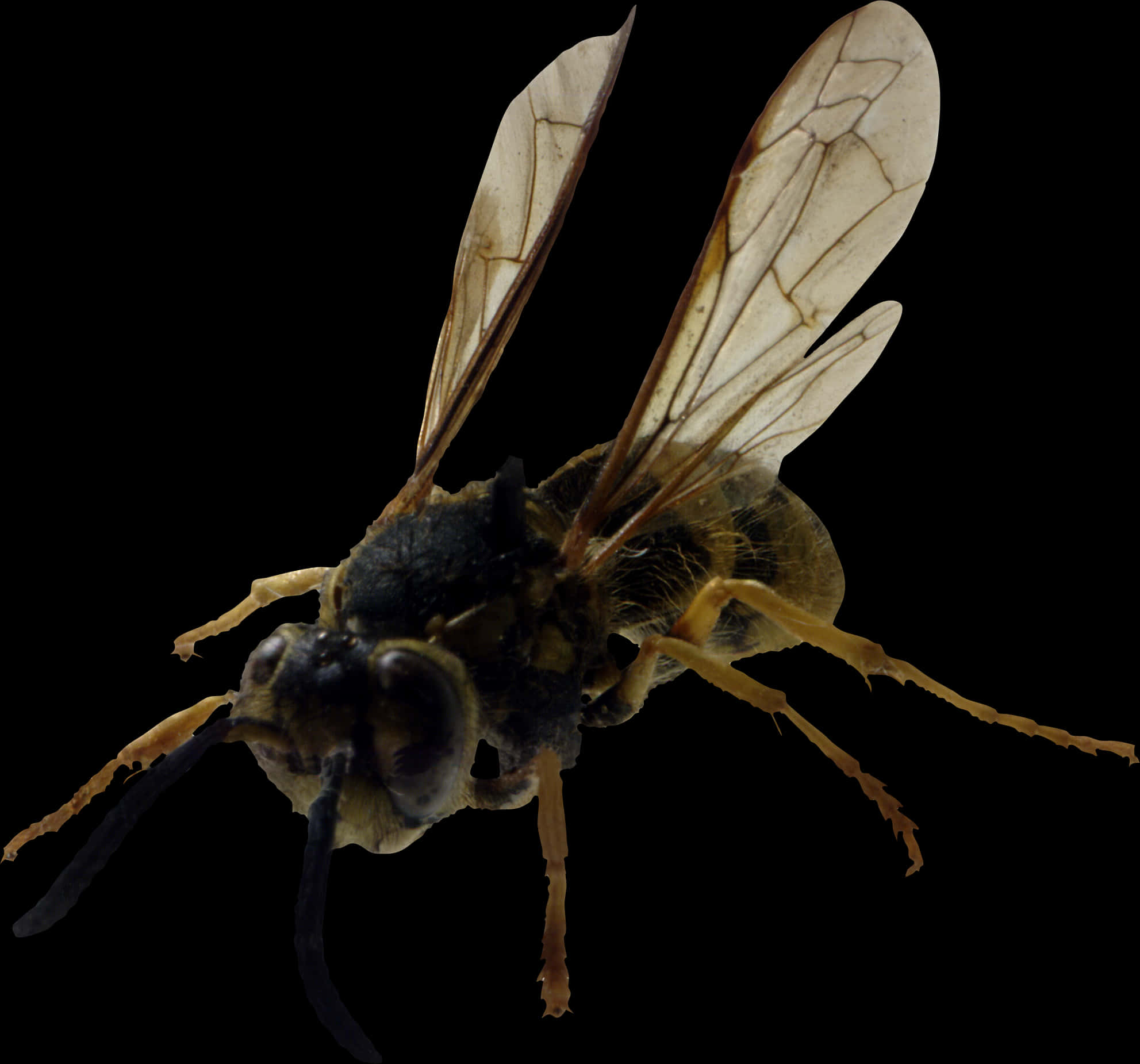 Close Up Bee Transparent Background PNG Image