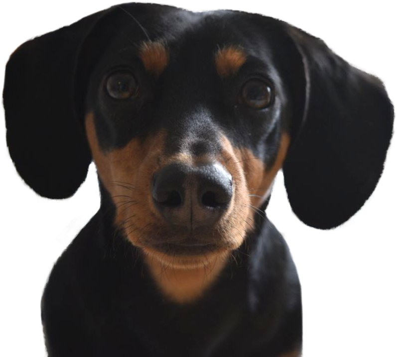 Close Up Blackand Tan Dachshund Puppy PNG Image