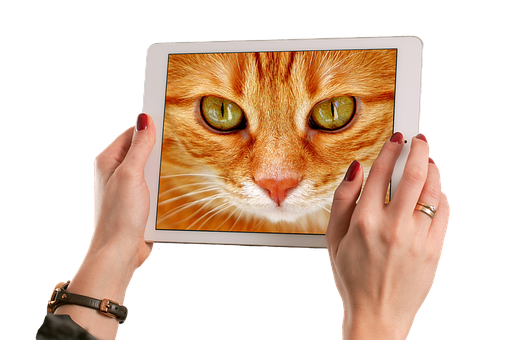 Close Up Cat Tablet Screen PNG Image