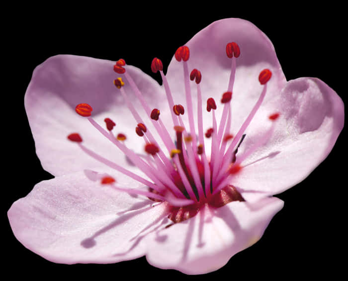 Close Up Cherry Blossom Black Background PNG Image