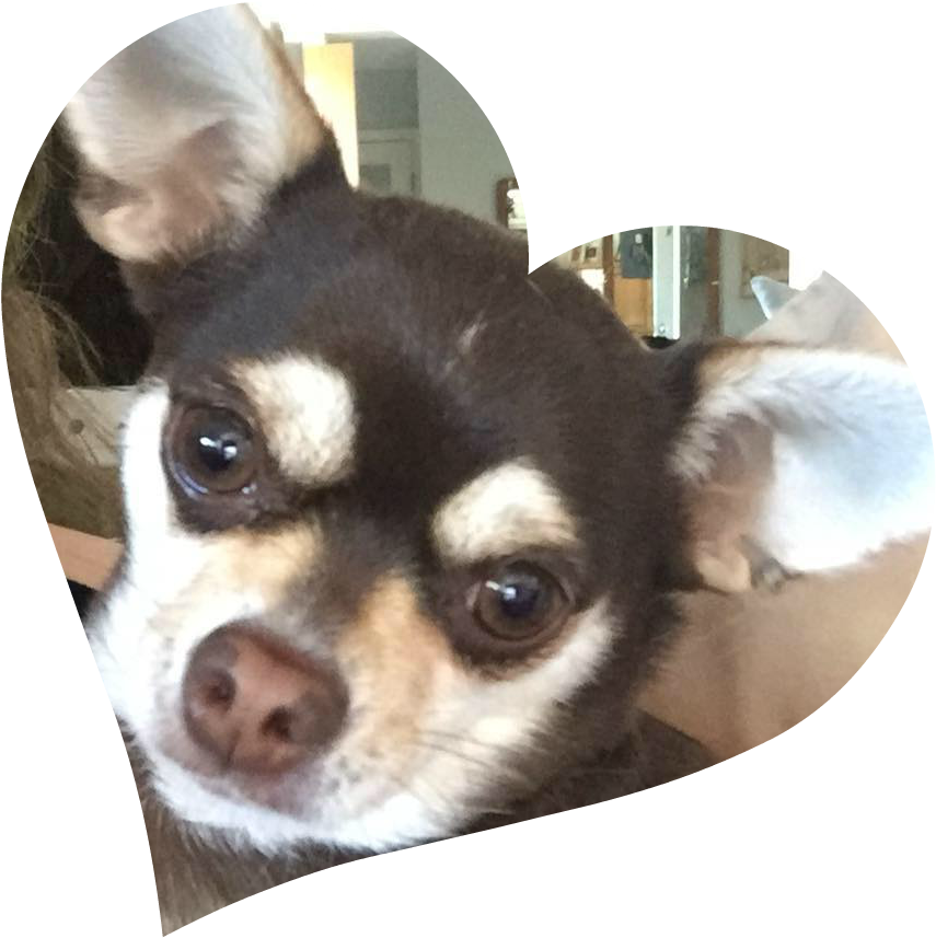 Close Up Chihuahua Portrait PNG Image