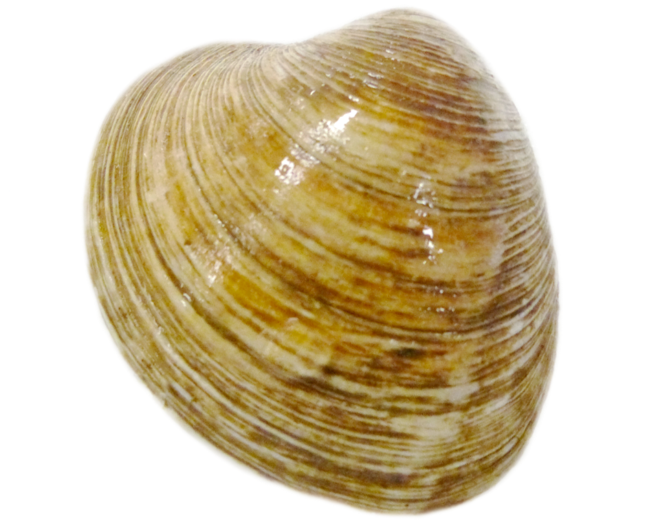 Close Up Clam Shell Texture PNG Image