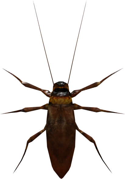 Close Up Cockroach Image PNG Image