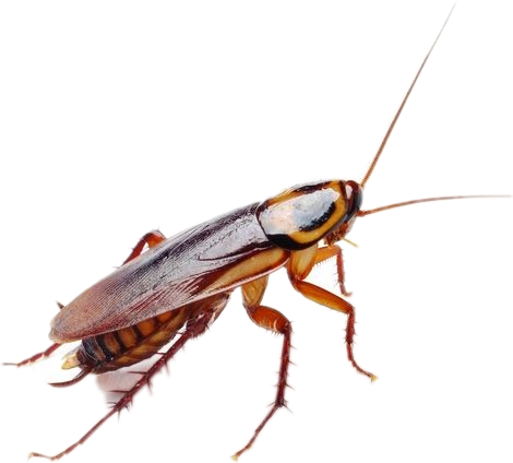 Close Up Cockroach Isolated PNG Image