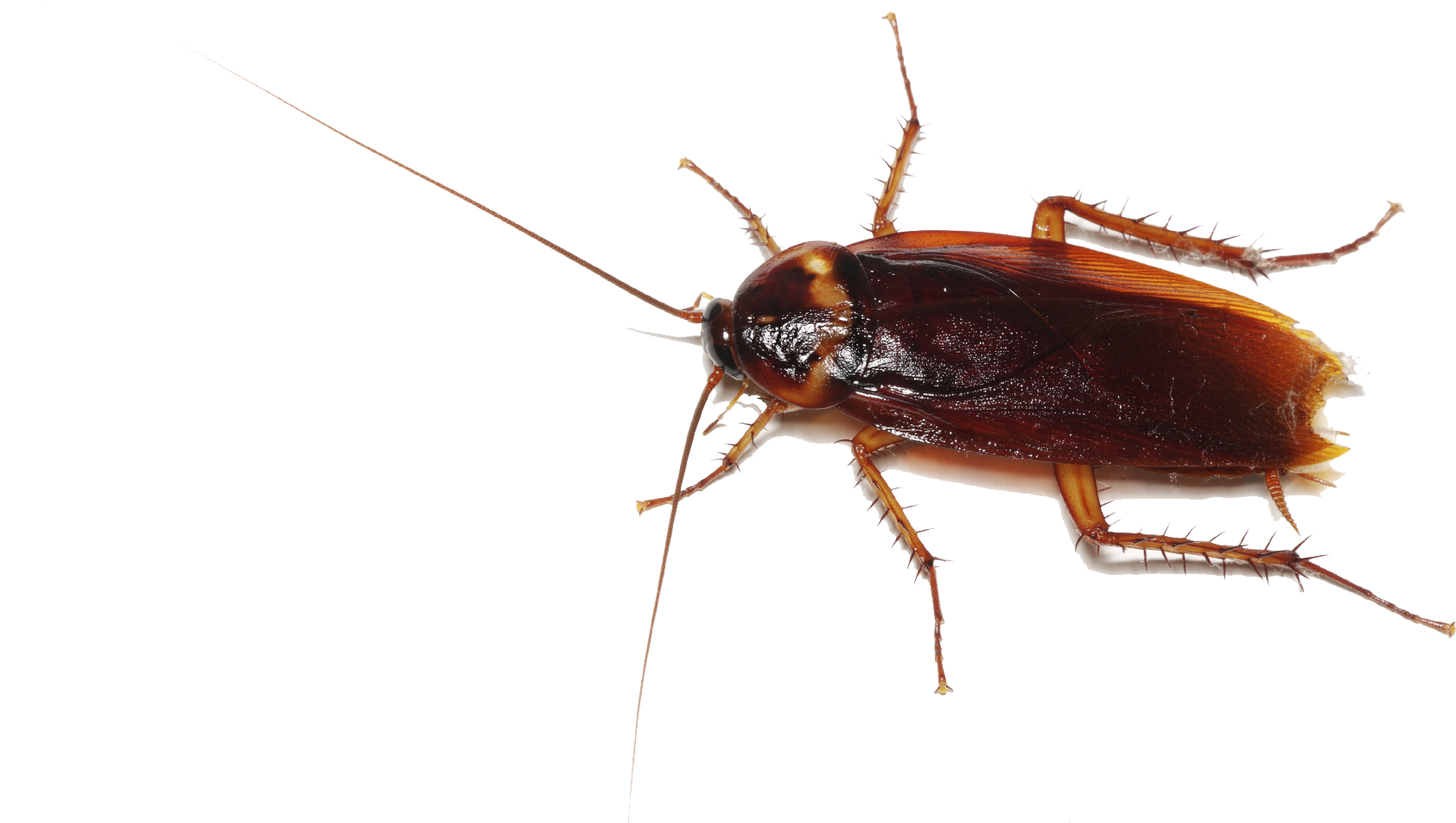 Close Up Cockroach Transparent Background PNG Image